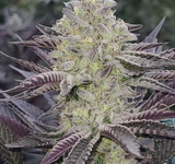 Purple Punch Clone
