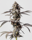 Red Velvet Runtz Clone