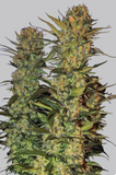Lithium OG Clone