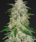 Lithium OG Clone
