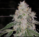 Monster Cookies Clone