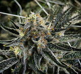 Ice Cream Man Clone