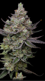 Ice Cream Man Clone