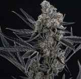 Oreo Blizzard Clone