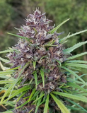 Panama Red Clone