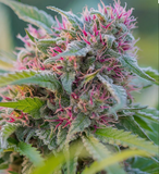 Panama Red Clone