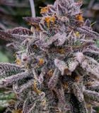 Pink Runtz Clone