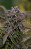 Pink Runtz Clone