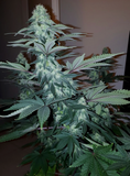 Platinum OG Clone