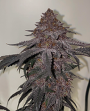 Platinum Punch Clone