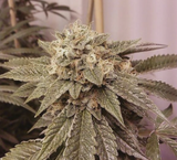 Pure Fire Clone