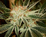 Pure Fire Clone