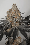 Pure Michigan Clone