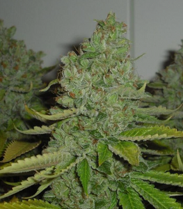 San Fernando Valley OG living flowering cannabis plant, as labeled by the cited image source