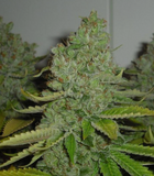 San Fernando Valley OG "SFV OG" Clone
