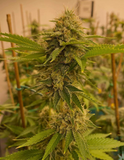 San Fernando Valley OG "SFV OG" Clone