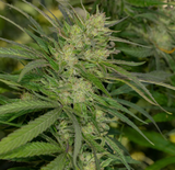 Sherbacio Sweet Tea Clone