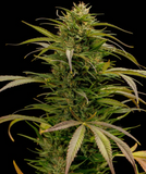 Sherbacio Sweet Tea Clone