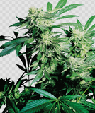 Skunk Kush Clone
