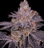 Slurricane Clone