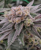 Slurricane Clone