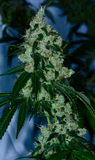 Sour Diesel Clone