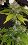 Sour Diesel Clone