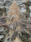 Super Boof Clone