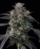 Super Boof Clone
