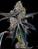 Super Runtz Clone