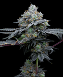 Super Runtz Clone