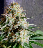 Tangerine Dream Clone