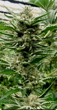 Wedding Cake Clone