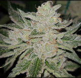 Wedding Cake Clone
