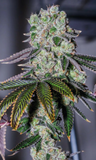 Wedding Cake Clone