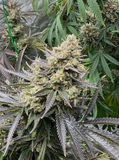 White Truffle Clone