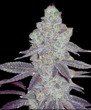 White Truffle Clone