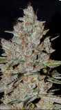 WiFi OG Clone