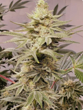 WiFi OG Clone