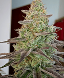 WiFi OG Clone