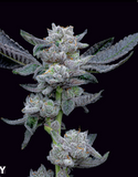 Cherry Cosmo Clone
