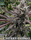 Cherry Cosmo Clone