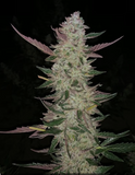 Ajo Blanco Clone