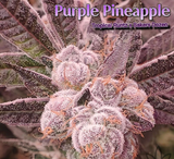 Purple Pineapple Clone