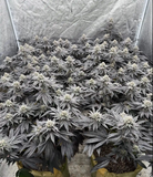 Black Maple #22 Clone