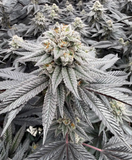 Black Maple #22 Clone
