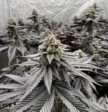 Black Maple #22 Clone