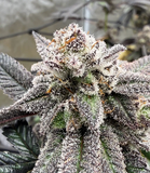 Black Maple #22 Clone