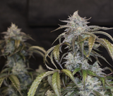 Night Owl - Time Machine Auto