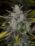Night Owl - Wizards Apprentice F4 Auto